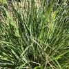 Close-up of tall, narrow, green grass-like leaves in a garden bed with sunlight glinting off the blades.