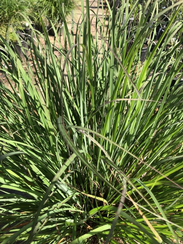 Close-up of tall, narrow, green grass-like leaves in a garden bed with sunlight glinting off the blades.