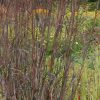 Tall purple ornamental grasses in a garden bed with other flowering plants in the background