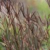 Close-up of dark purple-brown ornamental grass with slender seed heads in a garden scene to the left.