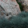 Rocky landscape with large boulders and clumps of blue-green ornamental grasses in a drought-tolerant garden.
