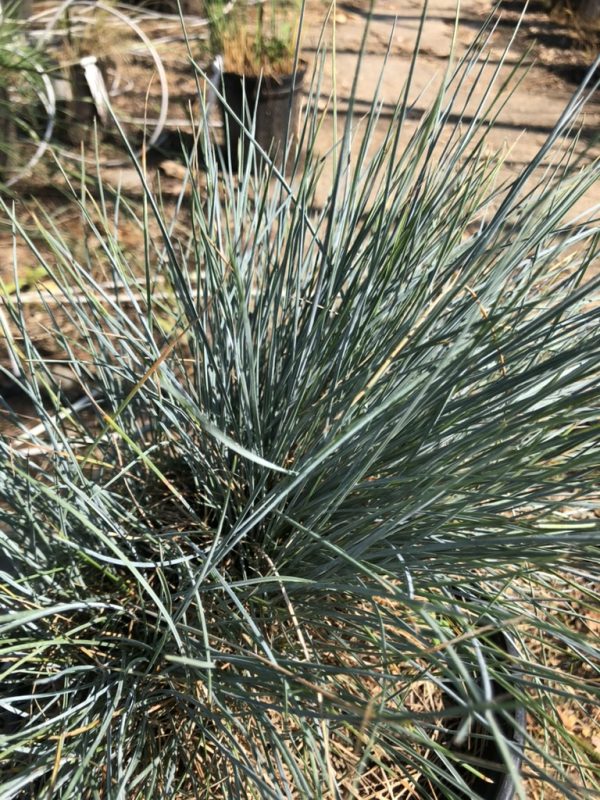 Cluster of blue-green, sword-shaped leaves radiating from a central rosette in a dry garden bed.