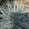Close-up of a blue-green tuft of ornamental grass with thin, spiky leaves radiating from a central clump in a garden bed.