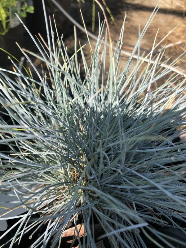 Close-up of a blue-green tuft of ornamental grass with thin, spiky leaves radiating from a central clump in a garden bed.