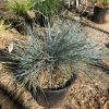 Blue-gray, spiky ornamental grass in a black plastic pot in a garden setting.