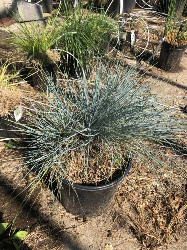 Blue-gray, spiky ornamental grass in a black plastic pot in a garden setting.