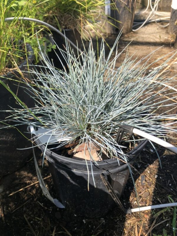 Blue-gray, spiky ornamental grass in a black plastic pot with irrigation tubing nearby in a garden setting.