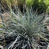Close-up of a blue-gray, spiky ornamental plant with needle-like leaves in a black pot.