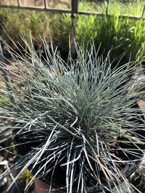 Close-up of a blue-gray, spiky ornamental plant with needle-like leaves in a black pot.