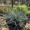 Potted ornamental grass with narrow blue-green blades held in a black pot, greenhouse in background.