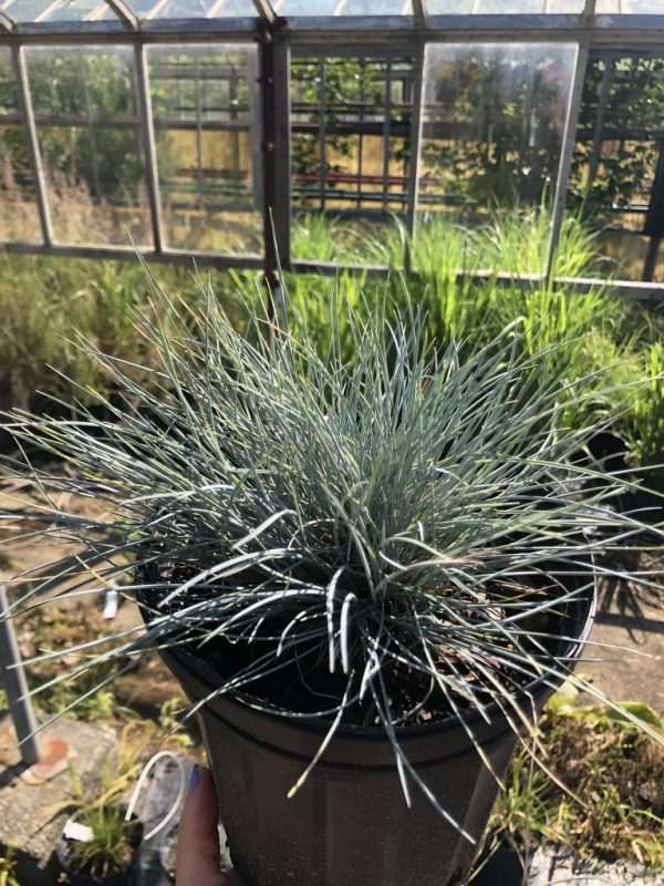 Potted ornamental grass with narrow blue-green blades held in a black pot, greenhouse in background.