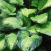 Close-up of glossy green hosta leaves with subtle variegation, overlapping in a dense clump.