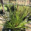 Potted ornamental grass with long slender green leaves and brown seed heads in a greenhouse scene