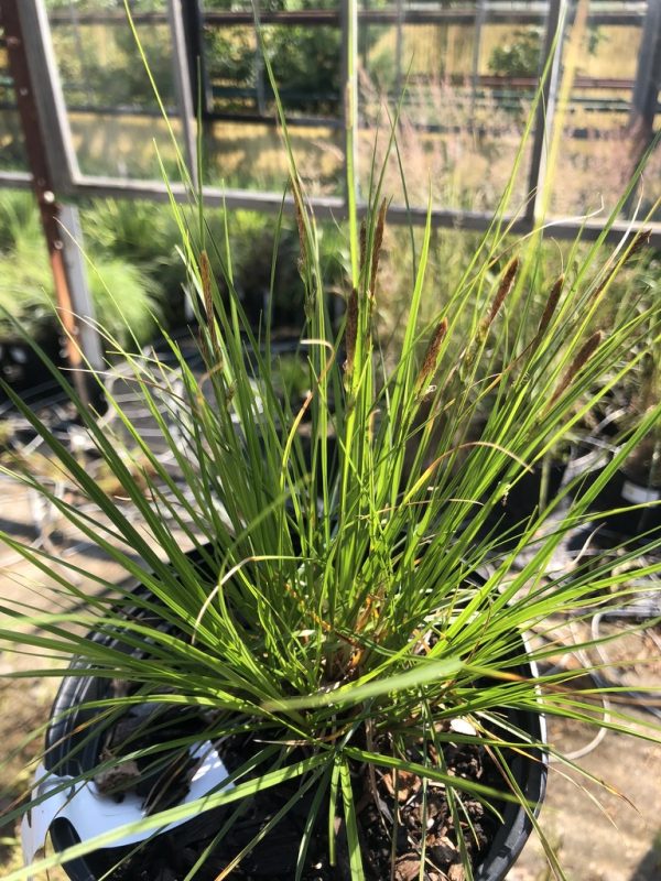 Potted ornamental grass with long slender green leaves and brown seed heads in a greenhouse scene