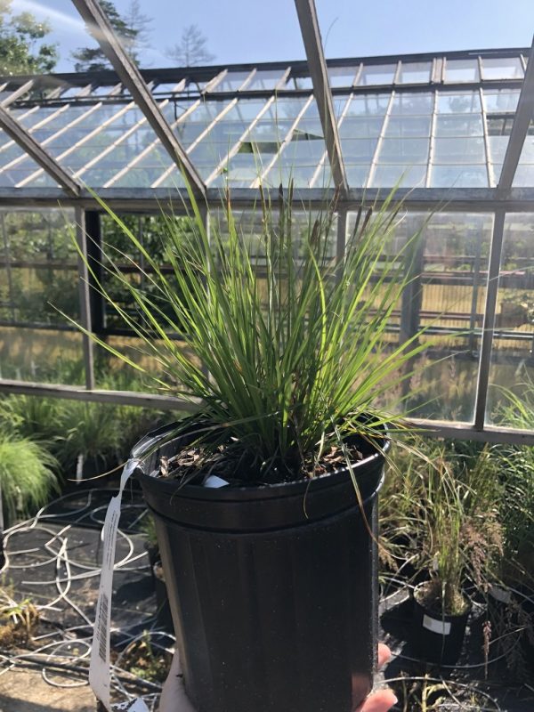 Potted ornamental grass with long, narrow green blades in a black plastic pot, held up outdoors near a glass greenhouse.