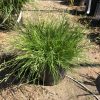 Dense tuft of bright green ornamental grass in a black nursery pot, with other pots in the background