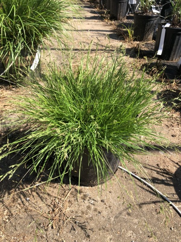 Dense tuft of bright green ornamental grass in a black nursery pot, with other pots in the background