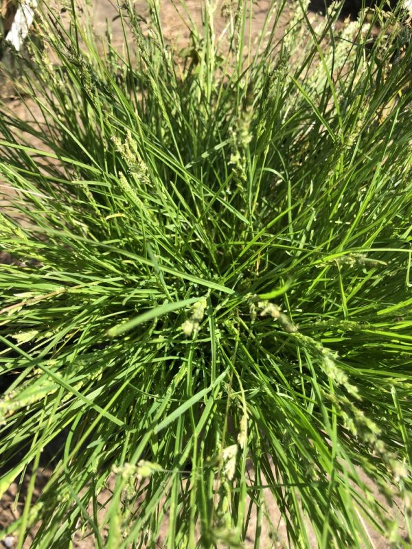 Close-up of dense green grass with thin blades and small seed heads at the tips of the stalks.