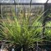 Ornamental grass in a pot with long slender green leaves and brown seed heads, inside a glass greenhouse.