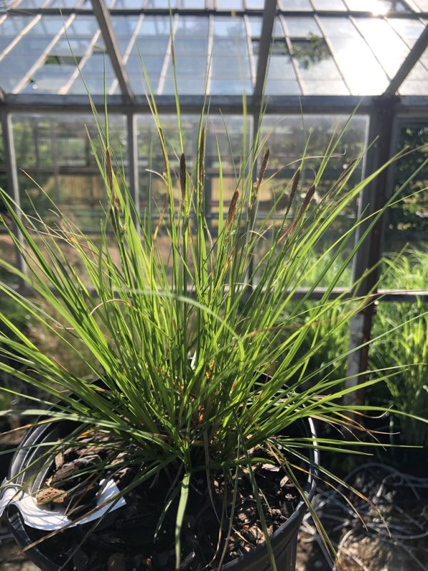 Ornamental grass in a pot with long slender green leaves and brown seed heads, inside a glass greenhouse.