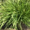 Tuft of ornamental grass with long, narrow green leaves and light-green seed heads.