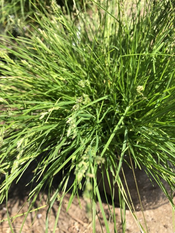 Tuft of ornamental grass with long, narrow green leaves and light-green seed heads.