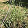 Potted ornamental grass with long thin green leaves, some purple-tinged stems, outdoors. Close-up of a clump of grassy ornamental plant in a black pot on a yard scene. Tall grassy leaves in a pot, outdoor garden with a dirt path in the background. Green and purple grass-like plant in a nursery pot, sunlight on blades. A tuft of ornamental grass in a pot, likely Miscanthus or similar, in a garden setting.