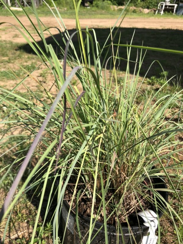 Potted ornamental grass with long thin green leaves, some purple-tinged stems, outdoors. Close-up of a clump of grassy ornamental plant in a black pot on a yard scene. Tall grassy leaves in a pot, outdoor garden with a dirt path in the background. Green and purple grass-like plant in a nursery pot, sunlight on blades. A tuft of ornamental grass in a pot, likely Miscanthus or similar, in a garden setting.