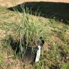 Tall ornamental grass in a black nursery pot on bare soil in a sunny yard, with a white plant tag hanging from the pot