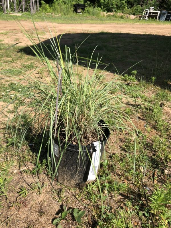 Tall ornamental grass in a black nursery pot on bare soil in a sunny yard, with a white plant tag hanging from the pot