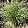 Clump of ornamental grass with long, arching green leaves in a sunny garden setting.