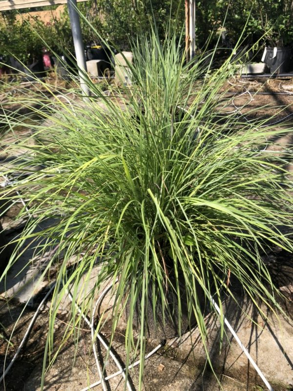 Clump of ornamental grass with long, arching green leaves in a sunny garden setting.
