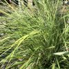 Clump of tall green ornamental grass with narrow blade-like leaves arching outward in a sunny garden bed