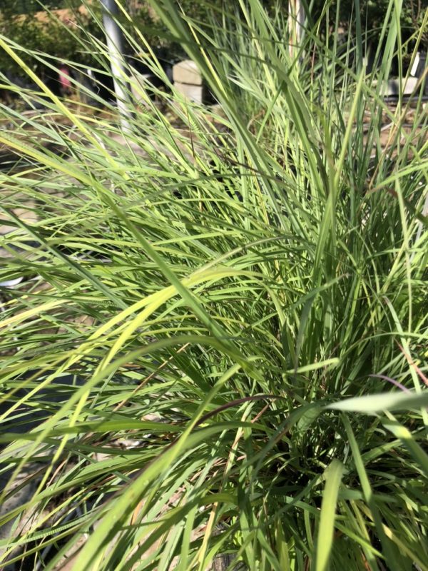 Clump of tall green ornamental grass with narrow blade-like leaves arching outward in a sunny garden bed