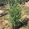 Potted ornamental plant with long sword-like leaves in a black pot at a plant nursery.