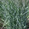 Dense clump of tall, narrow bluish-green ornamental grasses in a garden bed with soil and a grassy lawn nearby.