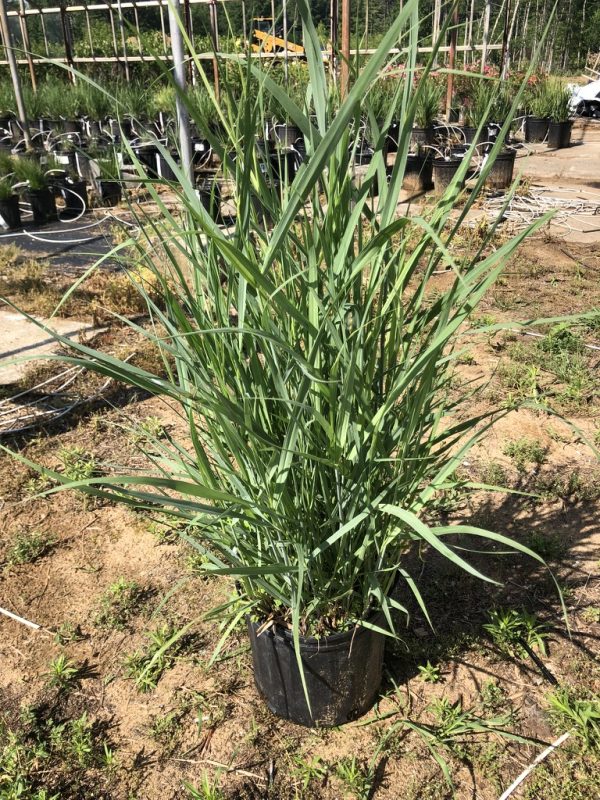 Potted ornamental plant with long sword-like leaves in a black pot at a plant nursery.