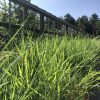 Tall, bright-green grasses in a sunny outdoor setting with a metal railing and trees in the distance under a blue sky.
