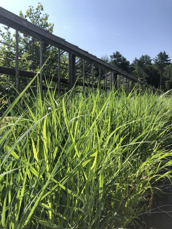Tall, bright-green grasses in a sunny outdoor setting with a metal railing and trees in the distance under a blue sky.