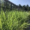 Tall green ornamental grasses growing along a wooden railing on a sunny day, with trees in the background.