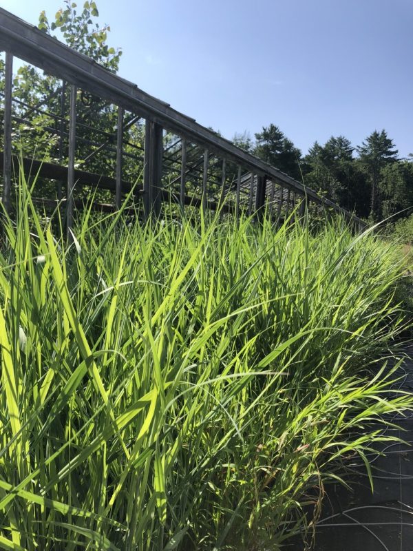 Tall green ornamental grasses growing along a wooden railing on a sunny day, with trees in the background.
