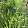 Dense, tall green grasses grow along a walkway with metal railings on both sides, sunlit and lush in appearance.