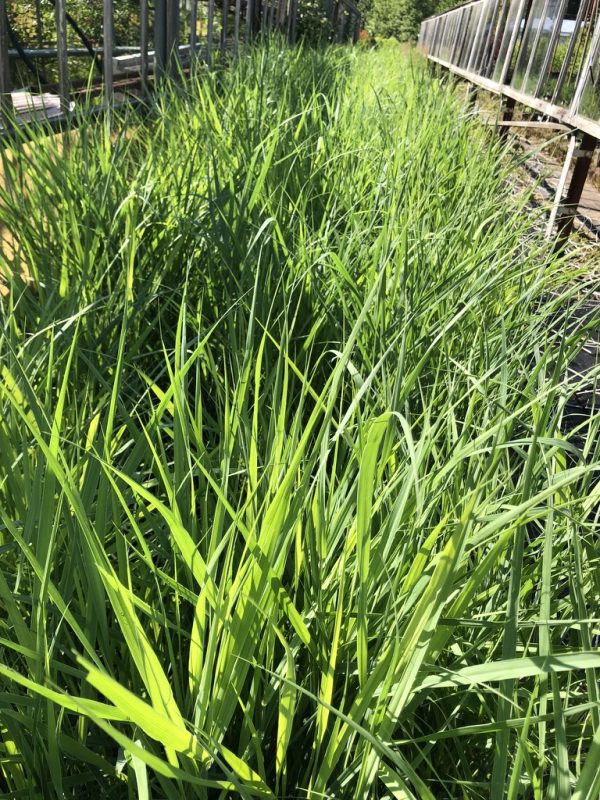 Dense, tall green grasses grow along a walkway with metal railings on both sides, sunlit and lush in appearance.