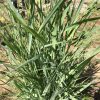 Clump of tall, narrow blue-green leaves with sharp points growing from the soil in a garden bed.