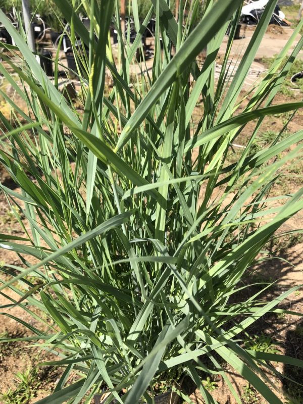Clump of tall, narrow blue-green leaves with sharp points growing from the soil in a garden bed.