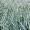 Close-up of sugarcane plants with tall, narrow blue-green leaves and flowering panicles above.