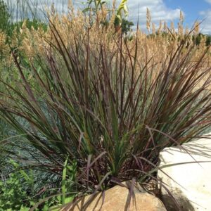 Blackhawks Big Bluestem Grass