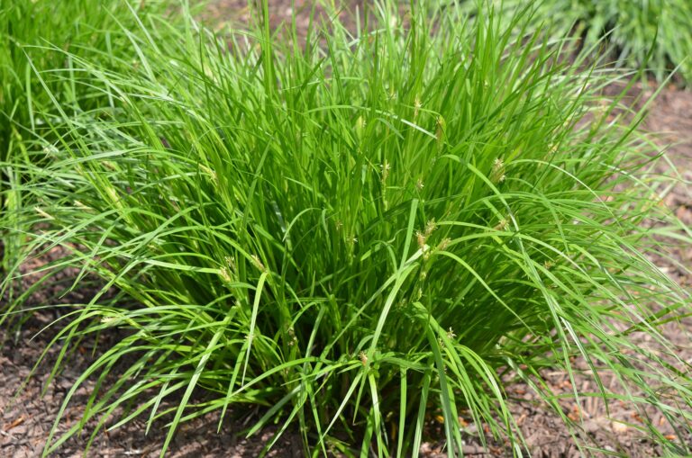 Pennsylvania Sedge Grass
