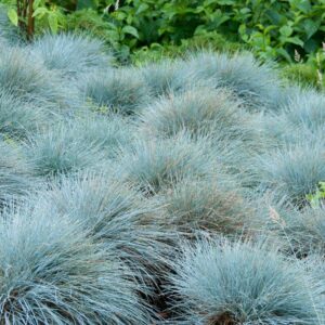 Elijah Blue Fescue Grass