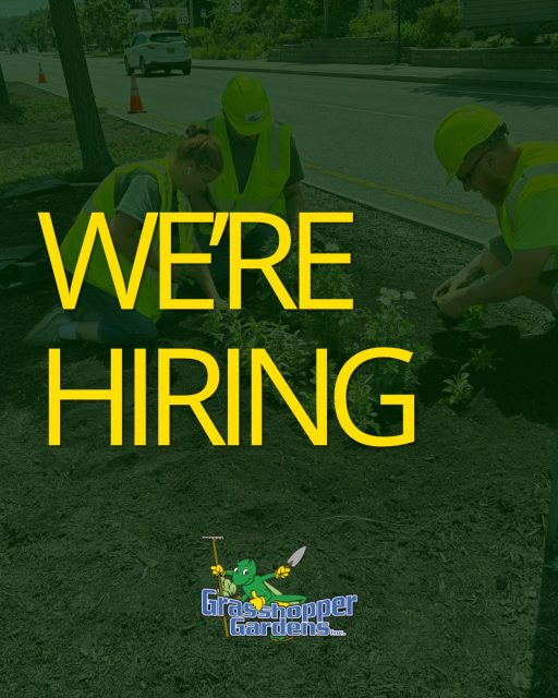 🌿 We're Hiring! Join the Grasshopper Gardens Team

Love working outdoors? Looking for more than just a job? Build a career with a company that's been creating beautiful landscapes across the Capital Region for more than 30 years. Grasshopper Gardens offers a variety of career opportunities, from lawn care and landscape construction to design, sales, and leadership roles.

When you join our team, you'll enjoy:
🌱 Long-term career opportunities
🎉 Paid holidays & vacation time
💼 Employee benefits
🚜 Professional equipment and a team that takes pride in quality work

Whether you're experienced in the green industry or ready to grow your skills, we'd love to hear from you.

📍 Now hiring for multiple positions!

👉 Apply today and explore our current openings:
https://www.grasshoppergardens.com/career-page/

#NowHiring #GrasshopperGardens #LandscapingJobs #LawnCareJobs #CapitalRegionCareers #JoinOurTeam #GrowWithUs #OutdoorCareers